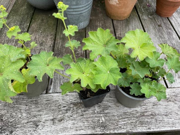 Vrouwenmantel (Alchemilla mollis) in P9, Tuin en Terras, Planten | Tuinplanten, Vaste plant, Overige soorten, Volle zon, Lente