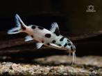 Synodontis polli white zambia, Vis