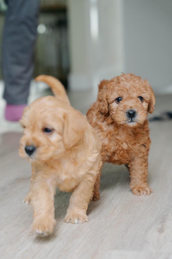 Mini Labradoodle / Mini Doodle pups zoeken een fijn huisje, Dieren en Toebehoren, Honden | Chihuahua's en Gezelschapshonden, Meerdere dieren