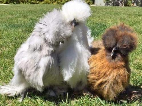 Zijdehoender hennen - diverse kleuren, Dieren en Toebehoren, Pluimvee, Kip, Vrouwelijk