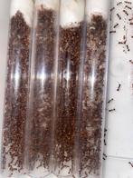 Myrmica SP met 7+ Q, Dieren en Toebehoren, Insecten en Spinnen, Mieren