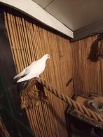 duiven halfbloed postduiven, Dieren en Toebehoren, Meerdere dieren