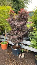 Japanse esdoorn ‘skeeters broom’, Ophalen, Halfschaduw, Overige soorten