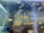 Wildvang Colomesus Asellus kogelvis, Vis, Zoetwatervis