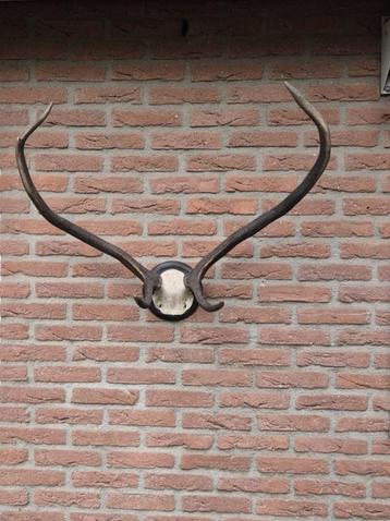 Vintage Edelhert Gewei op een kunstschedel Mancave Jacht b16 beschikbaar voor biedingen