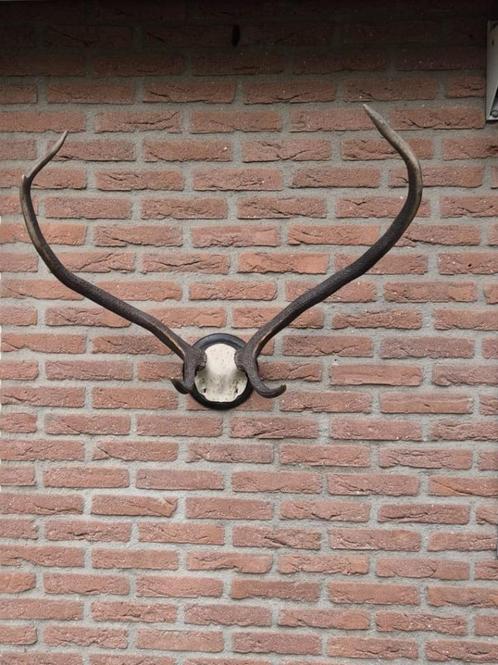 Vintage Edelhert Gewei op een kunstschedel Mancave Jacht b16, Verzamelen, Dierenverzamelingen, Gebruikt, Gewei of Kop, Hert, Ophalen