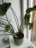 Strelitzia Nicolai - Paradijsvogelplant, Huis en Inrichting, Kamerplanten, Ophalen, Overige soorten, Halfschaduw, Minder dan 100 cm