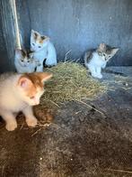 Boerderij kittens, Dieren en Toebehoren, Katten en Kittens | Raskatten | Korthaar, Meerdere dieren, Ontwormd, 0 tot 2 jaar