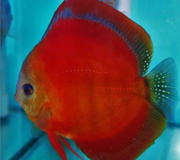 Discus Red Cover ca 6 cm - Siner - Koidreams beschikbaar voor biedingen
