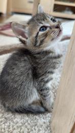 Europese korthaar kittens, Dieren en Toebehoren, Katten en Kittens | Raskatten | Korthaar