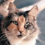 Maine coon poes met stamboom en testen, niet gesteriliseerd, Dieren en Toebehoren, Katten en Kittens | Raskatten | Langhaar, Poes