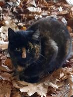 Poesjes., Dieren en Toebehoren, Katten en Kittens | Overige Katten, Meerdere dieren, Kortharig, 0 tot 2 jaar