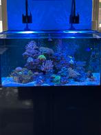 Aquaja diamond line 400, Dieren en Toebehoren, Ophalen, Zo goed als nieuw, Gevuld zeewateraquarium