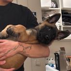 Belgian Malinois Pup, Dieren en Toebehoren, Honden | Herdershonden en Veedrijvers, Reu, 8 tot 15 weken, Eén hond, Herder