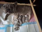 Franse bulldog pups, Dieren en Toebehoren, Honden | Bulldogs, Pinschers en Molossers, Parvo, 8 tot 15 weken, Bulldog, Meerdere