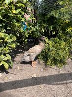 Loopeend woerd, Dieren en Toebehoren, Mannelijk, Eend