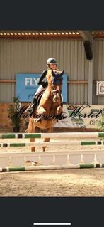 Lieve allrounder, Dieren en Toebehoren, Pony's, Gechipt, Ruin, L, 7 tot 10 jaar