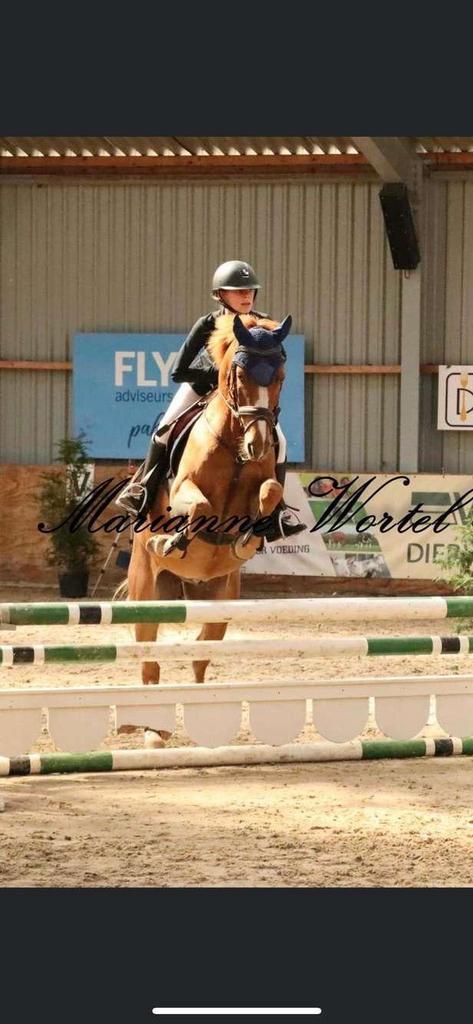 Lieve allrounder, Dieren en Toebehoren, Pony's, Ruin, L, D pony (1.37m tot 1.48m), 7 tot 10 jaar, Gechipt, Ontwormd, Ingeënt