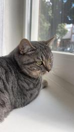 brits korthaar tabby kater kat, Dieren en Toebehoren, Katten en Kittens | Dekkaters, 0 tot 2 jaar
