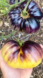 Moestuin zaden, Ophalen of Verzenden, Gehele jaar, Volle zon, Zaad