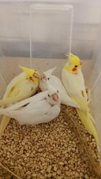 Jonge tamme lutino en albino Valkparkieten, Dieren en Toebehoren, Vogels | Parkieten en Papegaaien, Meerdere dieren, Parkiet, Geringd