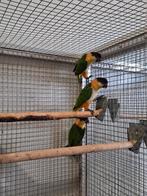 Diverse zwartkop caique's., Dieren en Toebehoren
