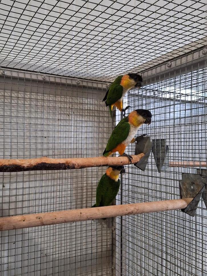 Diverse zwartkop caique's., Dieren en Toebehoren, Vogels | Parkieten en Papegaaien
