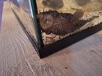 Te ruil, deze algeneter voor wat leuke zoektwatervisjes, Dieren en Toebehoren, Vissen | Aquariumvissen, Overige typen, Zoetwatervis