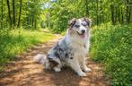 Australian Shepherd Red Merle dekreu met stamboom, Dieren en Toebehoren, Honden | Chihuahua's en Gezelschapshonden, Parvo, Eén hond