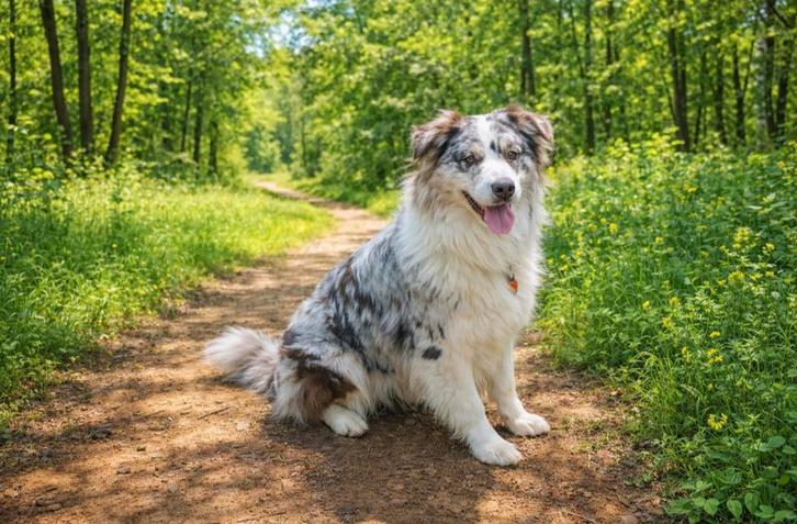 Australian Shepherd Red Merle dekreu met stamboom, Dieren en Toebehoren, Honden | Chihuahua's en Gezelschapshonden, Reu, Overige rassen
