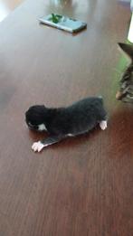 Kittens met moeder kat tekoop, Dieren en Toebehoren, Poes, Ontwormd, 3 tot 5 jaar