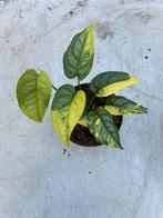 Monstera Siltepecana Variegata, Ophalen of Verzenden, Halfschaduw, Minder dan 100 cm