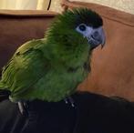 Zeer tamme ara nobilis