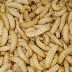 diepvries insecten !!!!, Tropenvogel
