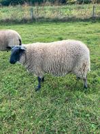 Te koop mooie Bleu du Maine stamboek dekrammen en fokooien, Dieren en Toebehoren, Schapen, Geiten en Varkens, Mannelijk, Schaap