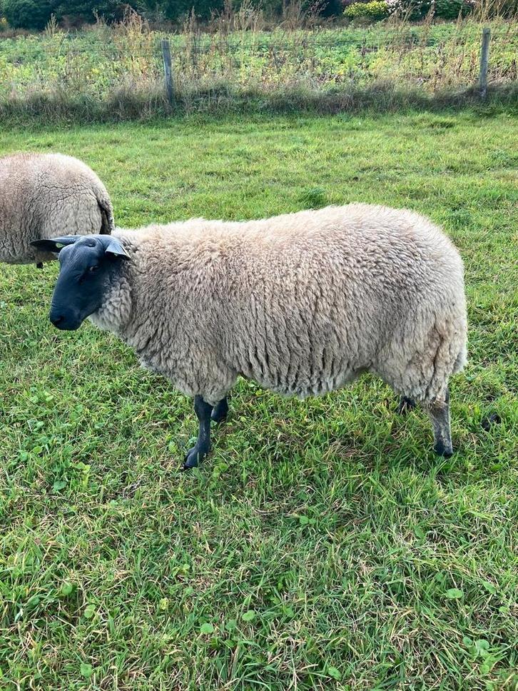 Te koop mooie Bleu du Maine stamboek dekrammen en fokooien, Dieren en Toebehoren, Schapen, Geiten en Varkens, Schaap, Mannelijk