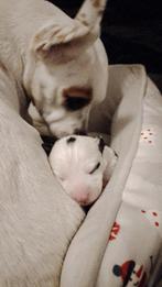 5 pupies jack russel x americaanse stafford onderhandelbaar, Ophalen of Verzenden, Nieuw