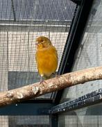 Kanaries geel isabel, Dieren en Toebehoren, Vogels | Kanaries, Meerdere dieren, Kleurkanarie