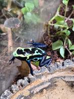 Dendrobates tinctorius brasil / nikita, Amfibie, 0 tot 2 jaar