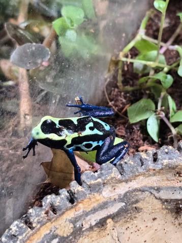 Dendrobates tinctorius brasil / nikita kweekgroep met jongen beschikbaar voor biedingen
