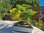 Asparagus in bonsai pot, Huis en Inrichting, Kamerplanten, Ophalen, In pot, Minder dan 100 cm, Bonsai