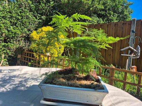 Asparagus in bonsai pot, Huis en Inrichting, Kamerplanten, Bonsai, Minder dan 100 cm, Groene kamerplant, In pot, Ophalen