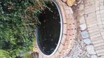 Complete vijver installatie wegens stoppen hobby, Karper of Koi