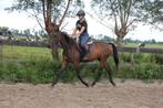 Zeer sociale zachtaardige merrie!, Dieren en Toebehoren, Pony's, B, 3 tot 6 jaar, Gechipt, Recreatiepony