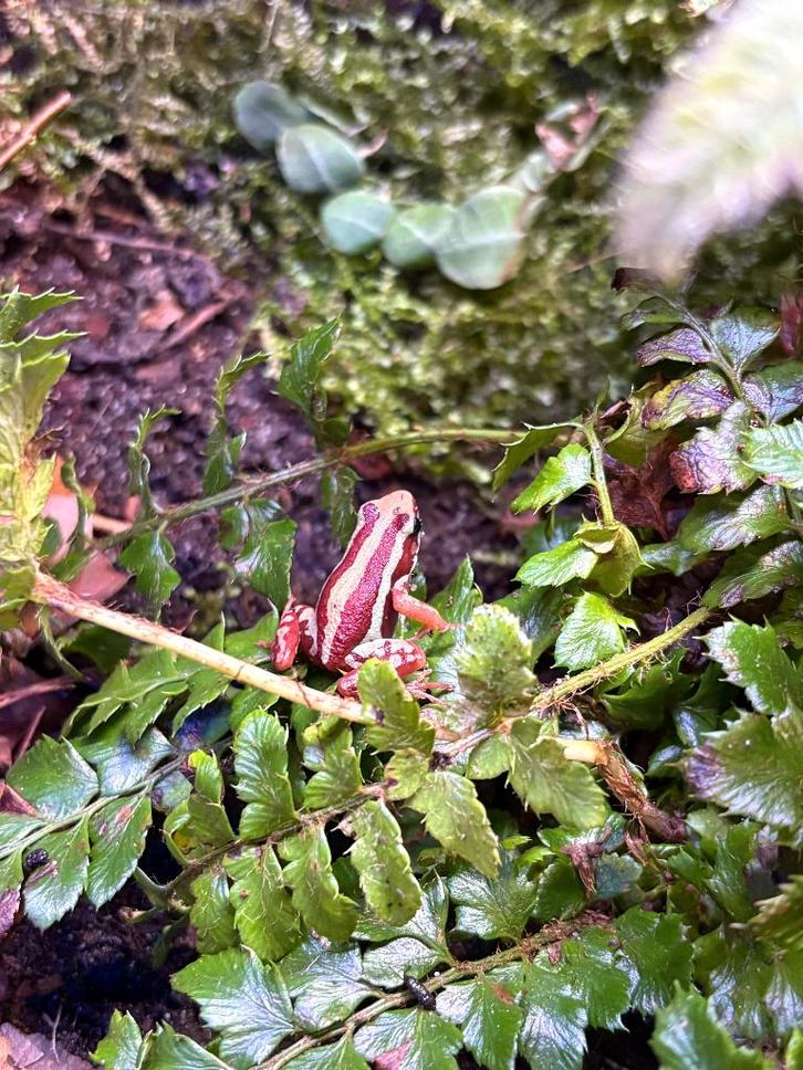 Epipedobates anthonyi - pijlgifkikker