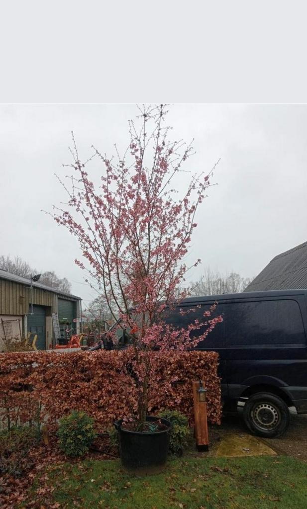 Diverse sierkersen in pot, Tuin en Terras, Planten | Bomen, Overige soorten, 250 tot 400 cm, Volle zon, Lente, In pot, Ophalen