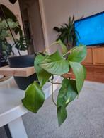 Hangpot met plant, Ophalen, Halfschaduw, Minder dan 100 cm