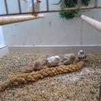 Zebravinken, Dieren en Toebehoren, Vogels | Overige Vogels, Meerdere dieren