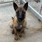 ACE: Peaches is een prachtige jonge Mechelaar, Dieren en Toebehoren, Particulier, 15 weken tot 1 jaar, Buitenland, Teef