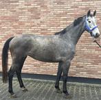 Mooie 3,5 jarige springmerrie!, Dieren en Toebehoren, Paarden, Merrie, Springpaard, 3 tot 6 jaar, 160 tot 165 cm